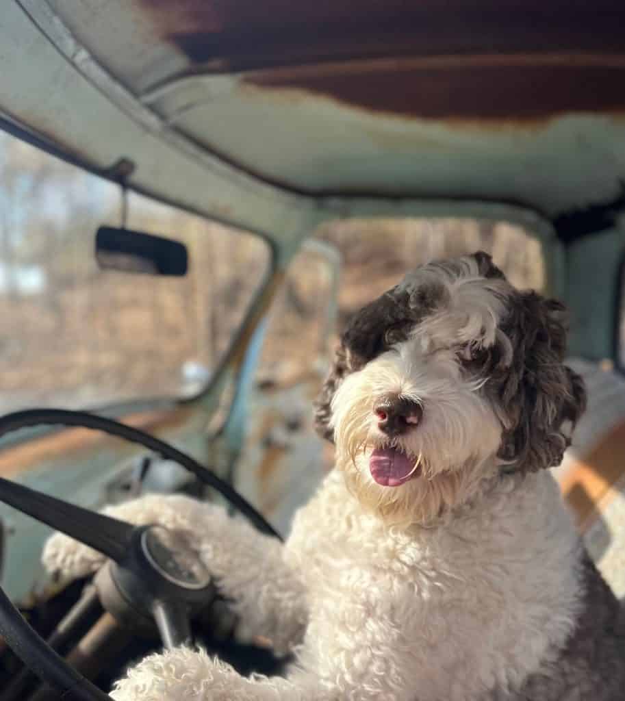 Tom labradoodle, Tango